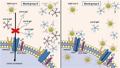 ABO Blood System and COVID-19 Susceptibility: Anti-A and Anti-B Antibodies Are the Key Points